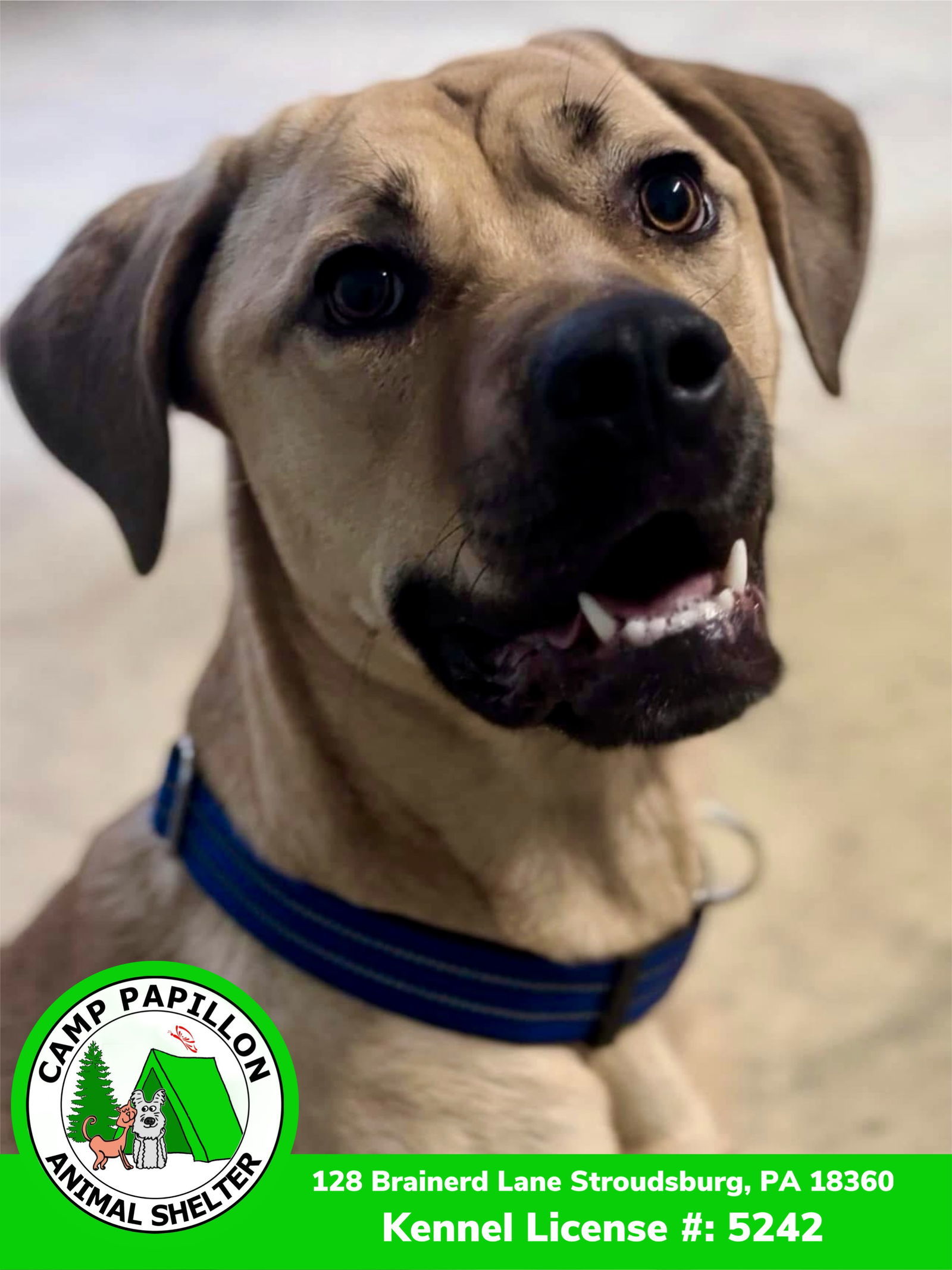 Toby, an adoptable Cane Corso in Stroudsburg, PA, 18360 | Photo Image 1