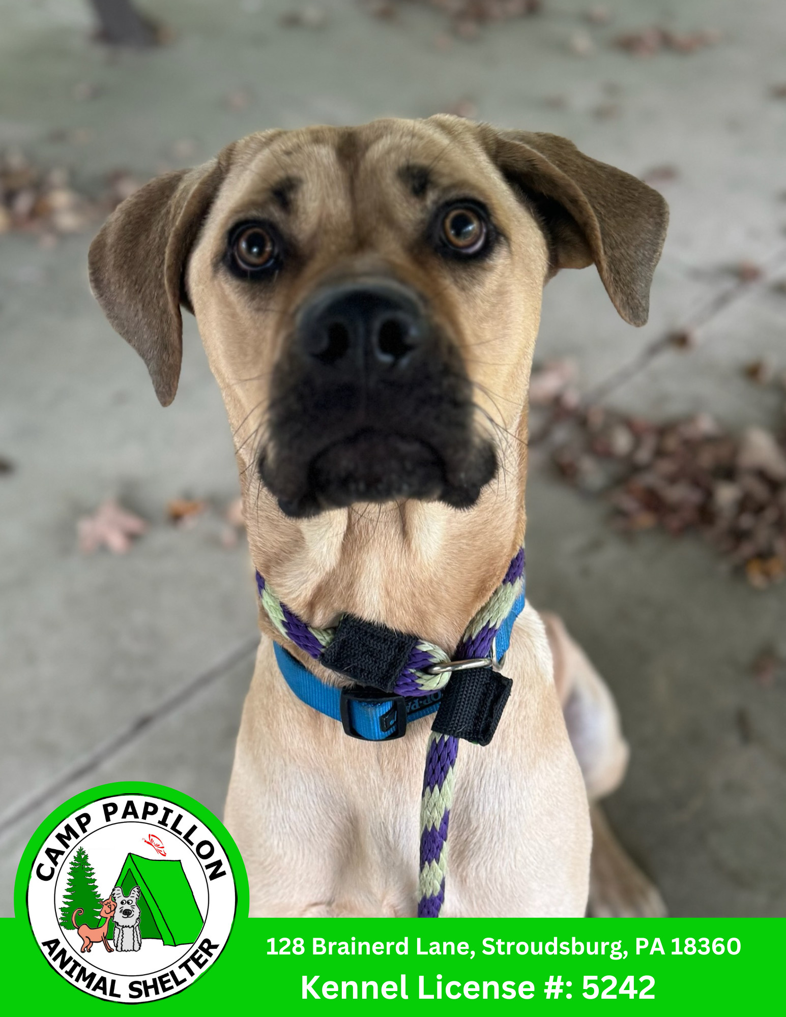 Toby, an adoptable Cane Corso in Stroudsburg, PA, 18360 | Photo Image 2