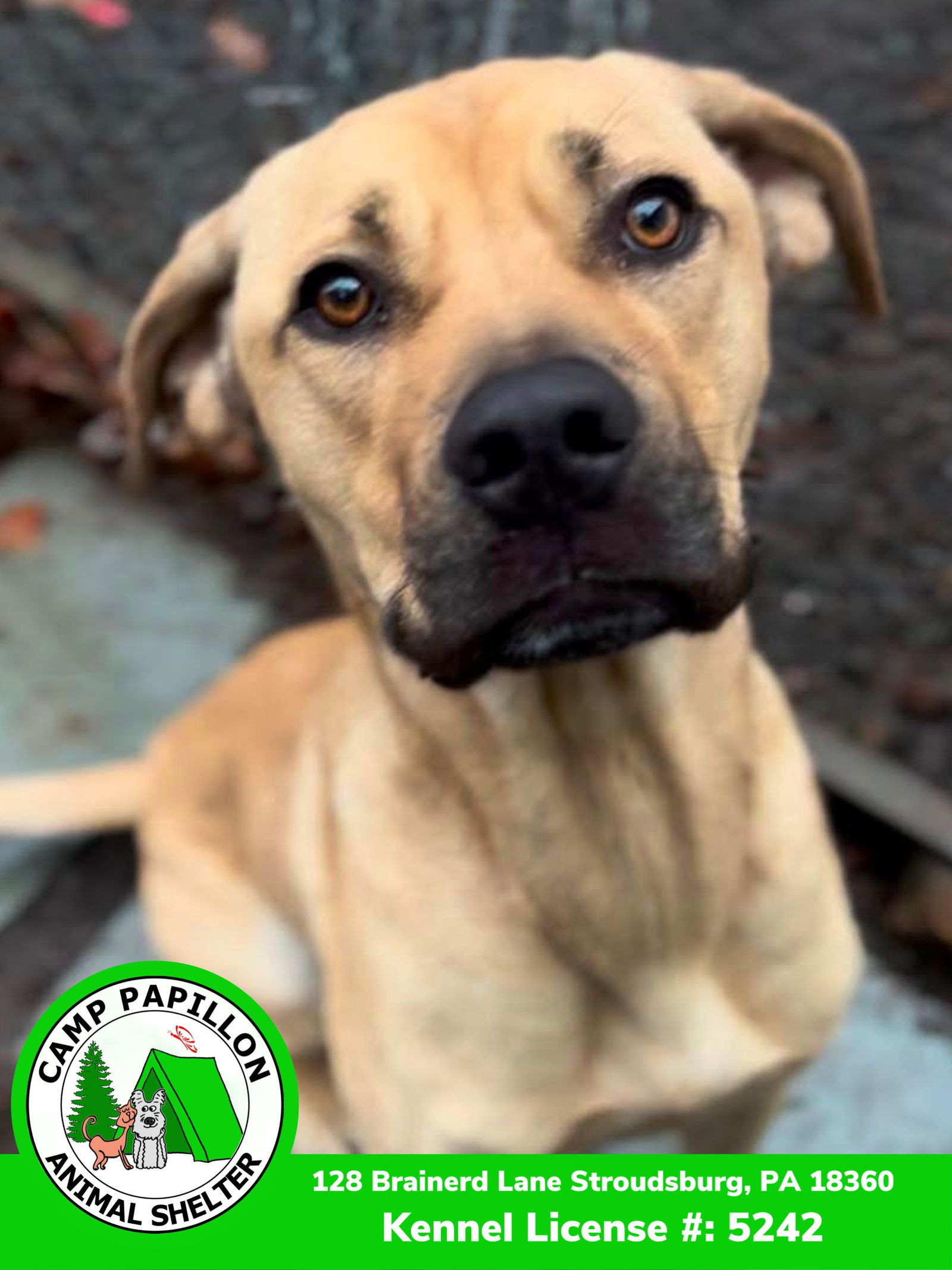 Toby, an adoptable Cane Corso in Stroudsburg, PA, 18360 | Photo Image 3