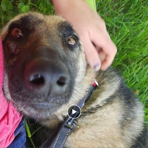 Trixie, an adoptable German Shepherd Dog in Newton, IA, 50208 | Photo Image 1