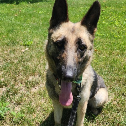 Trixie, an adoptable German Shepherd Dog in Newton, IA, 50208 | Photo Image 2