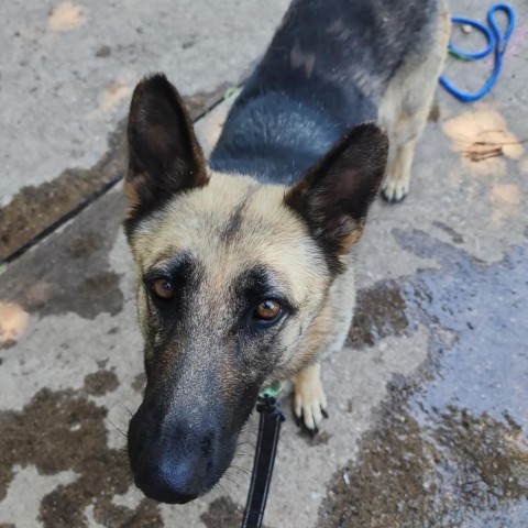 Trixie, an adoptable German Shepherd Dog in Newton, IA, 50208 | Photo Image 3