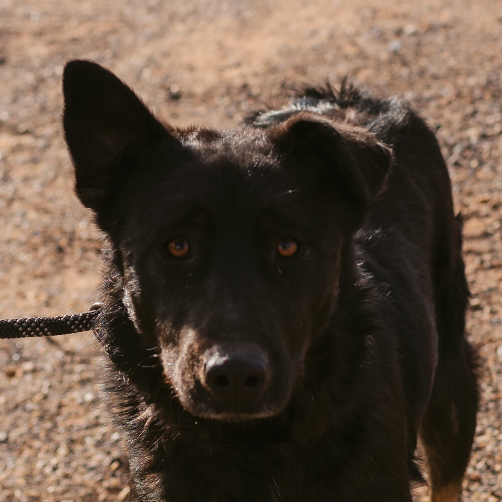 Mimi, an adoptable Shepherd in Page, AZ, 86040 | Photo Image 1