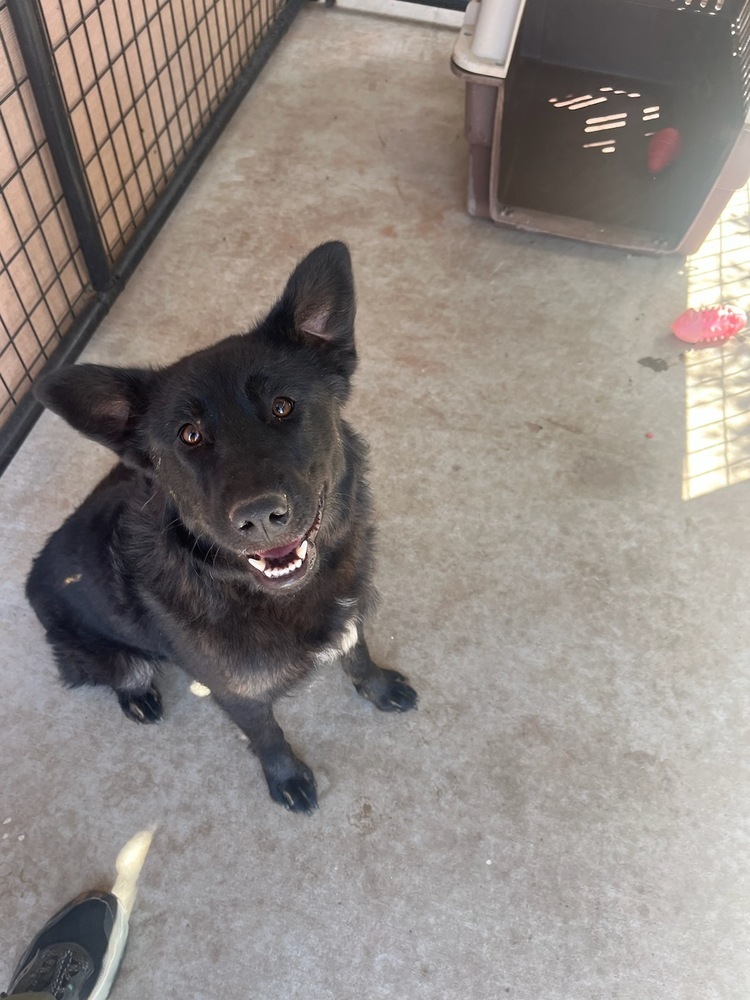 Mimi, an adoptable Shepherd in Page, AZ, 86040 | Photo Image 3