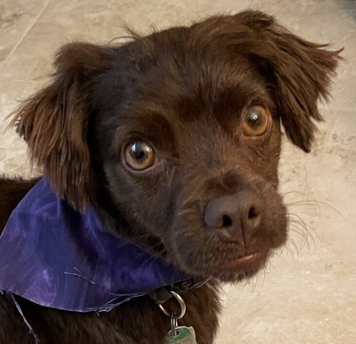 Willie, an adoptable Spaniel in Dallas, TX, 75248 | Photo Image 1