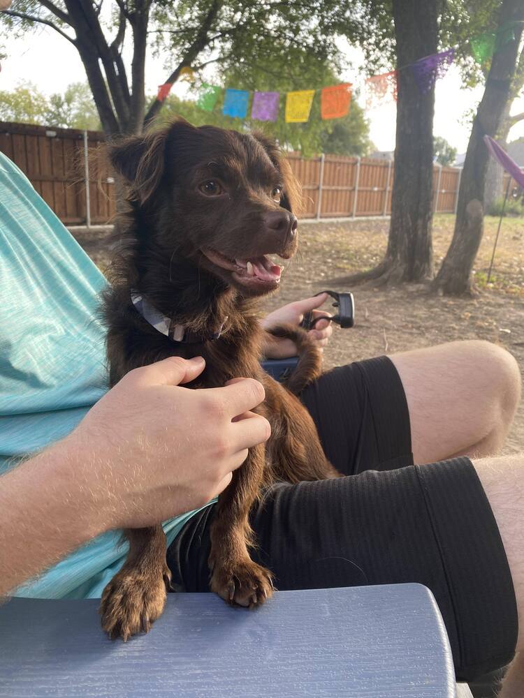 Willie, an adoptable Spaniel in Dallas, TX, 75248 | Photo Image 5