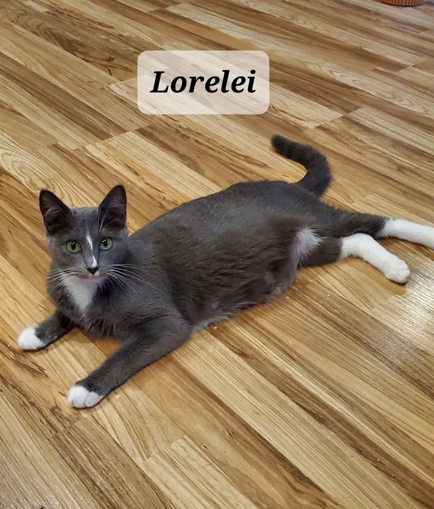 Lorelei