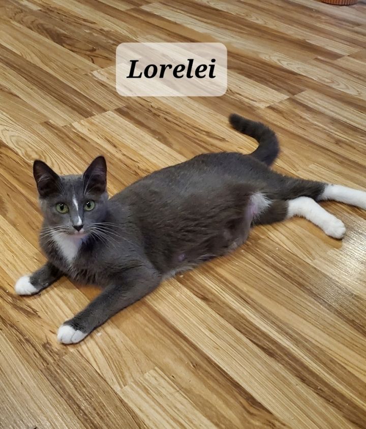 Lorelei 5