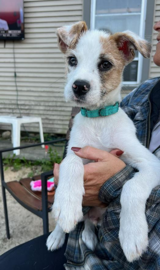 Frazier, an adopted Jack Russell Terrier Mix in Sheboygan, WI_image-3