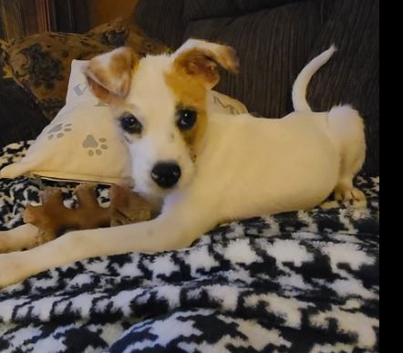 Frazier, an adopted Jack Russell Terrier Mix in Sheboygan, WI_image-1