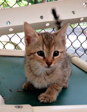 Tabby Town  Adoption Fees