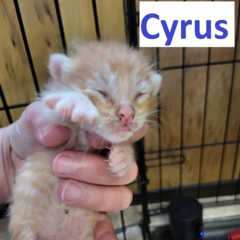 Cyrus, an adoptable Domestic Short Hair in LEANDER, TX, 78641 | Photo Image 2