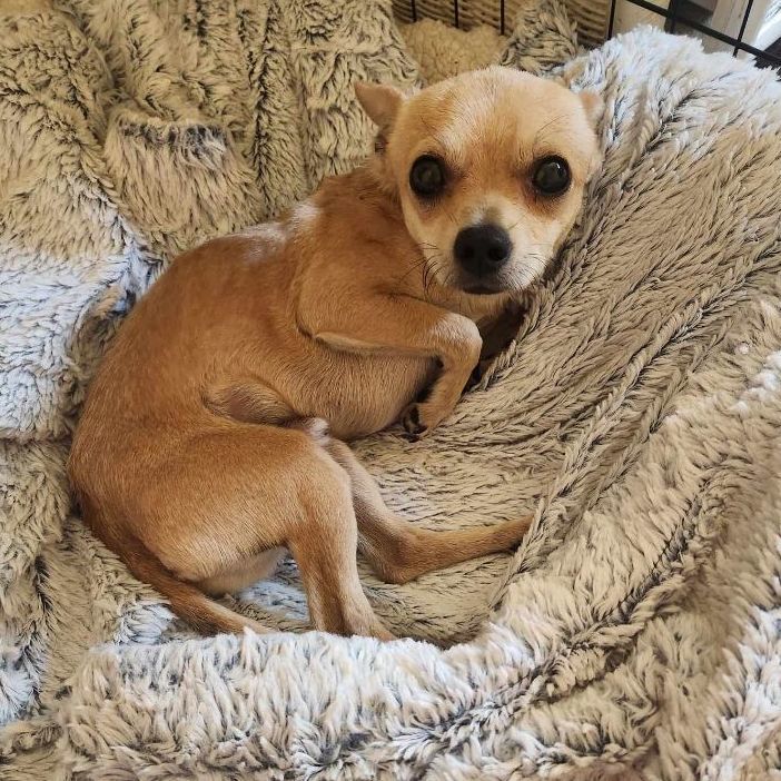 Mini Mike, an adoptable Chihuahua in Clovis, CA_image-2