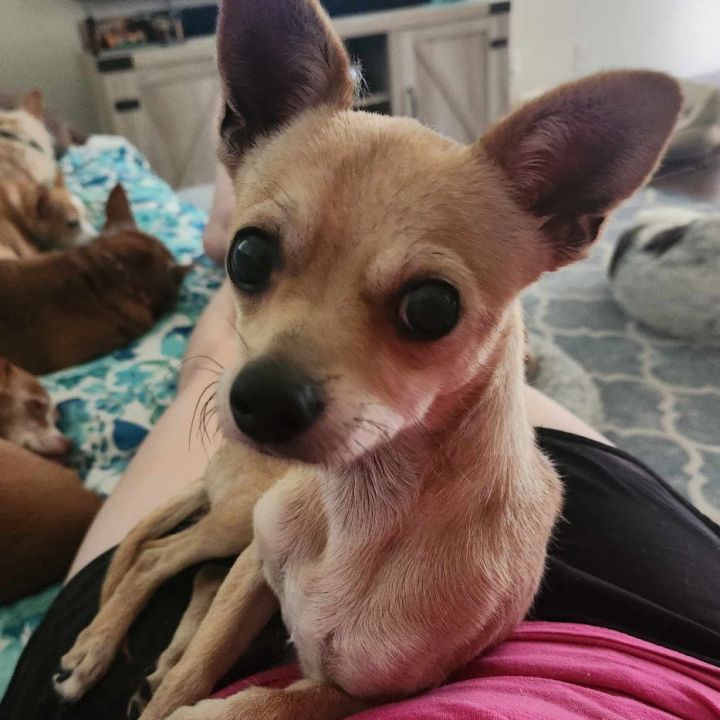 Mini Mike 1