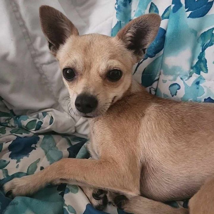 Mini Mike, an adoptable Chihuahua in Clovis, CA_image-4