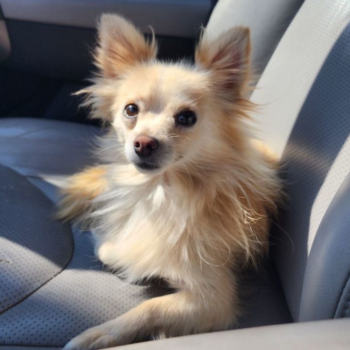 Moe, an adopted Pomeranian & Chihuahua Mix in Clovis, CA_image-1