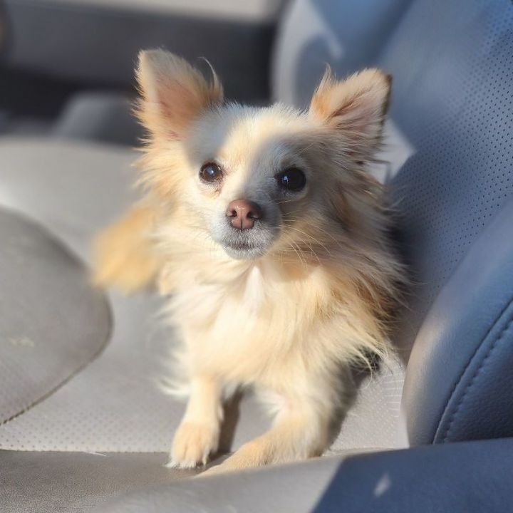 Moe, an adopted Pomeranian & Chihuahua Mix in Clovis, CA_image-2