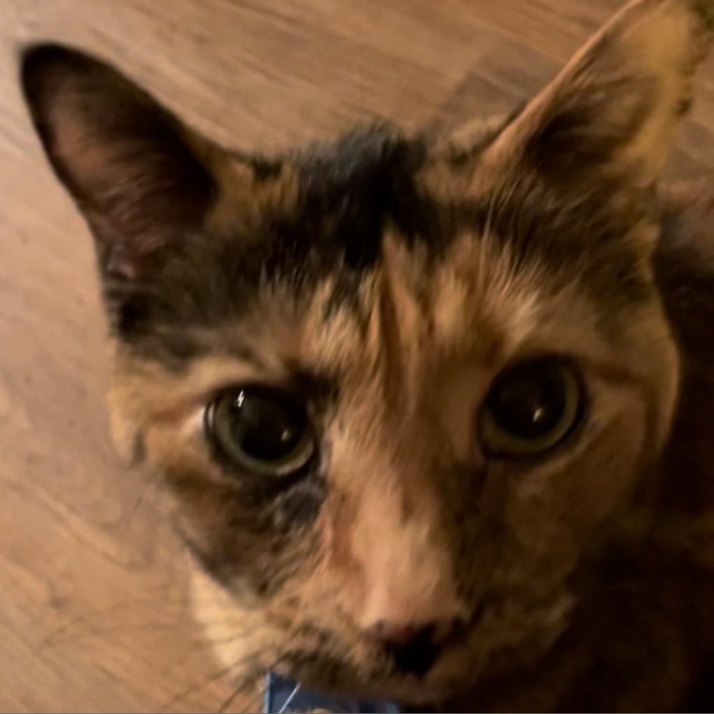 Mino - MISSING, an adoptable Domestic Short Hair in Lynchburg, VA, 24502 | Photo Image 1