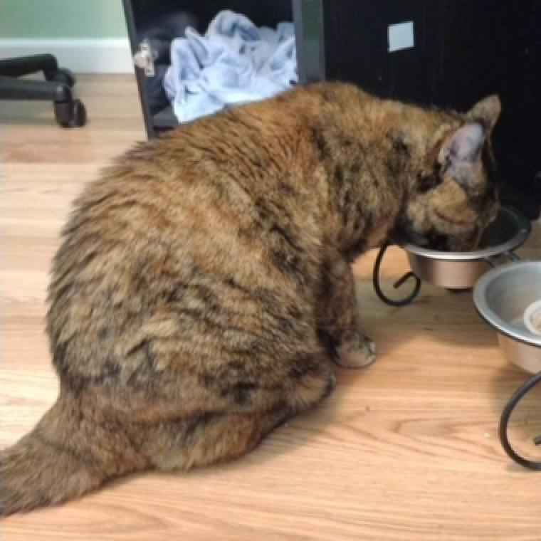 Mino - MISSING, an adoptable Domestic Short Hair in Lynchburg, VA, 24502 | Photo Image 2