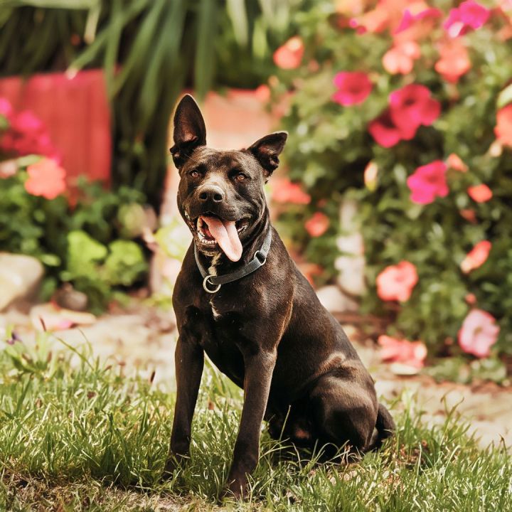 Pitbull mix best sale with pointy ears