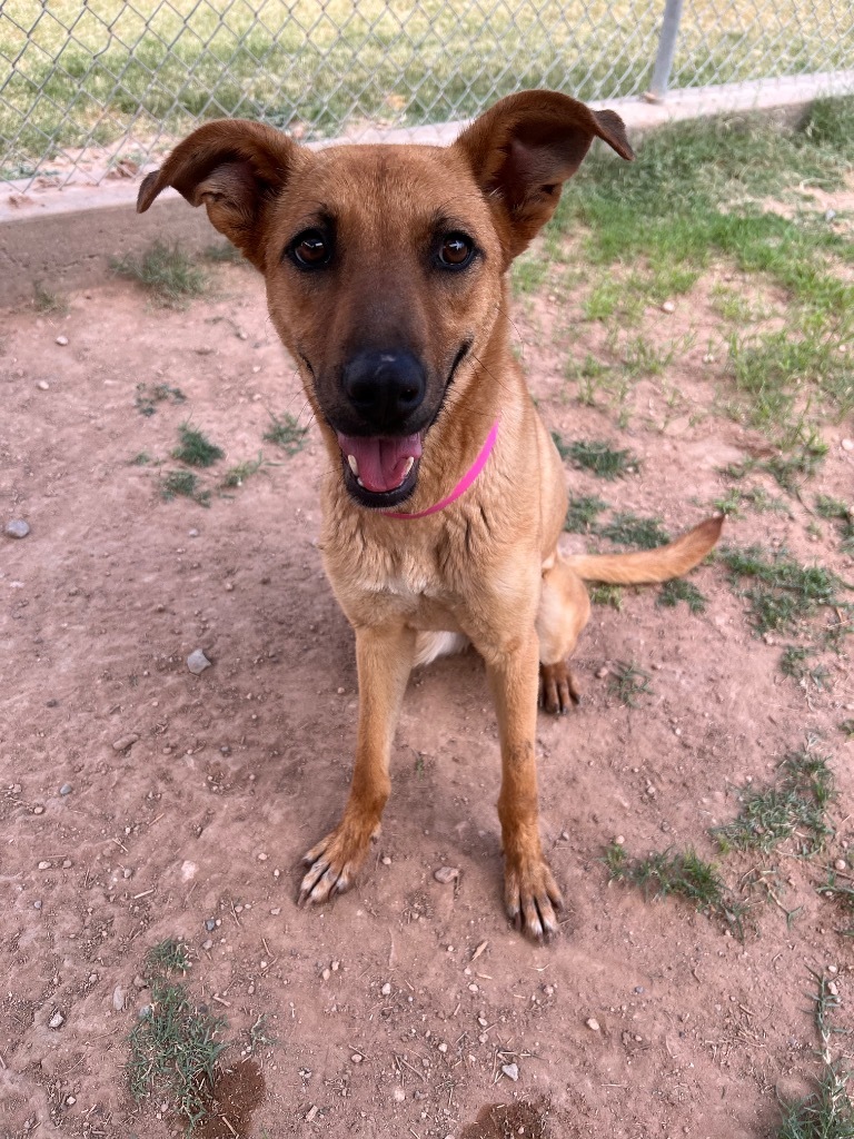Penny, an adoptable Shepherd in El Paso, TX, 79906 | Photo Image 3