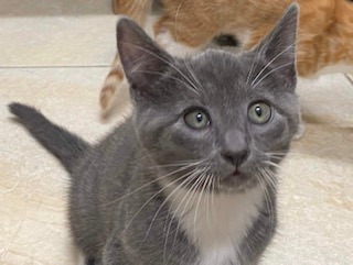 All-American kittens:  Asmodeus, an adoptable Domestic Short Hair in Sterling, VA_image-5