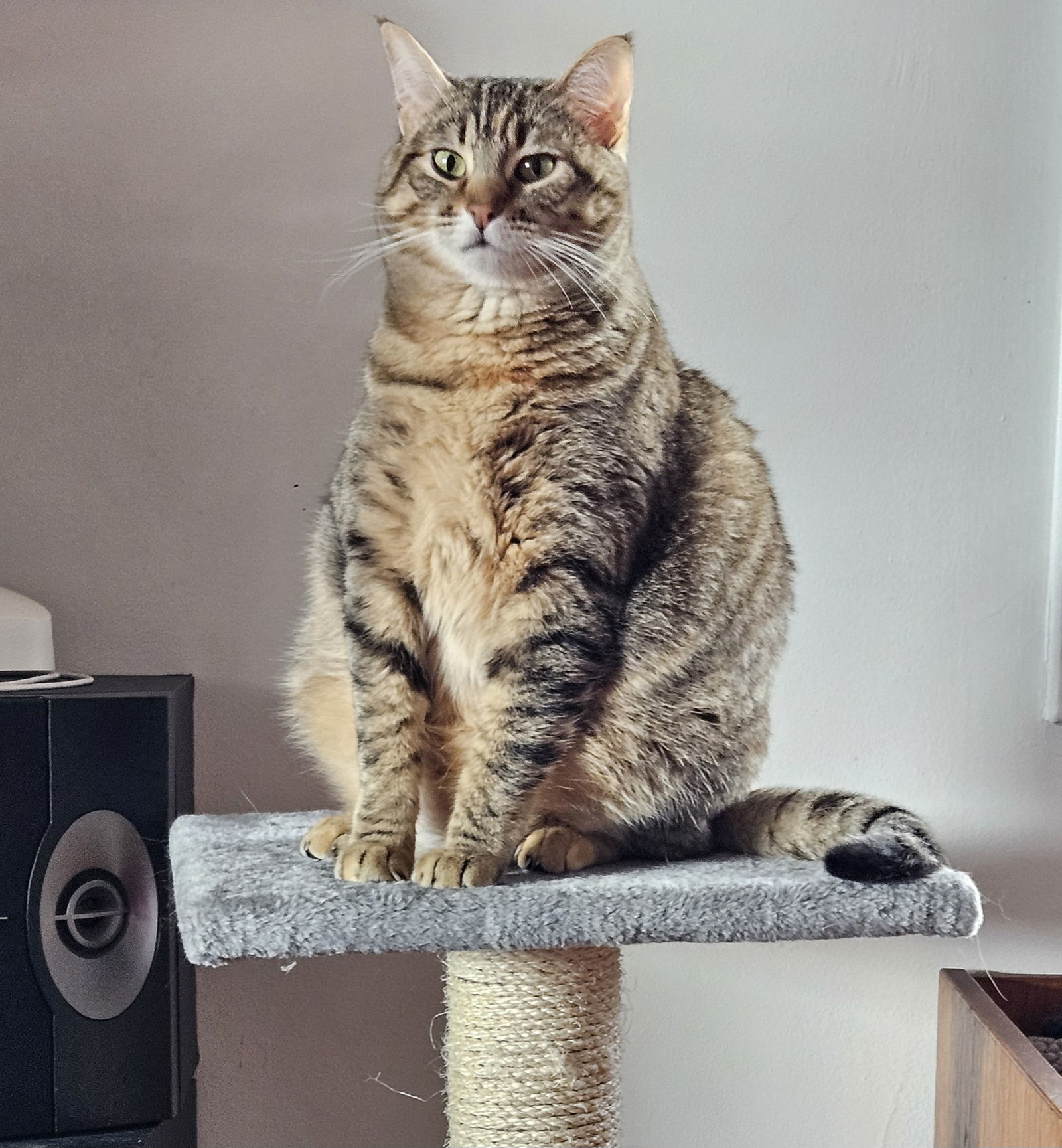 Juni