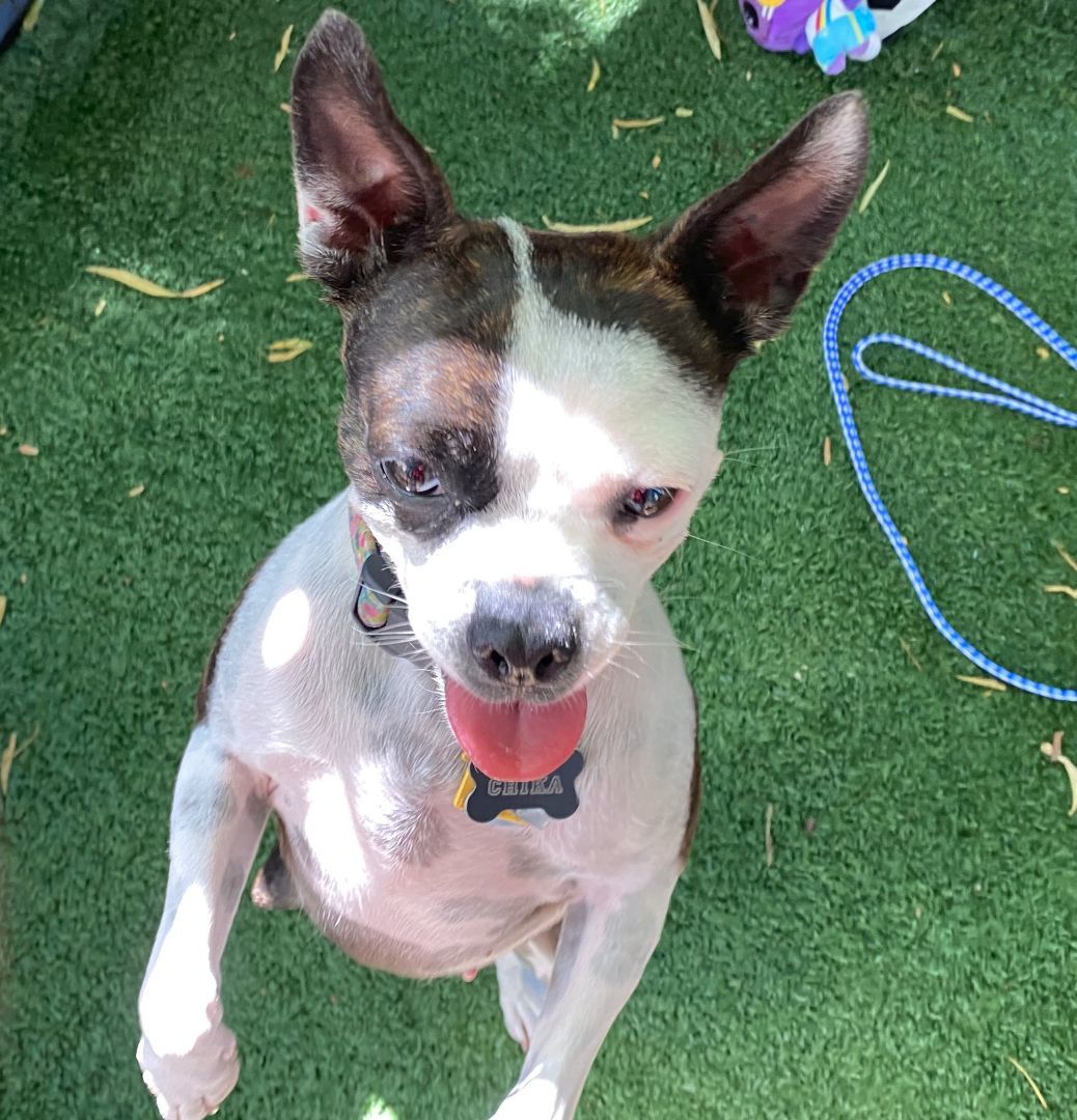 Chica, an adoptable Boston Terrier in El Paso, TX, 79821 | Photo Image 2