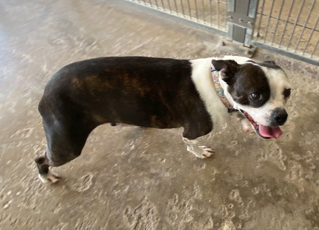 Chica, an adoptable Boston Terrier in El Paso, TX, 79821 | Photo Image 4