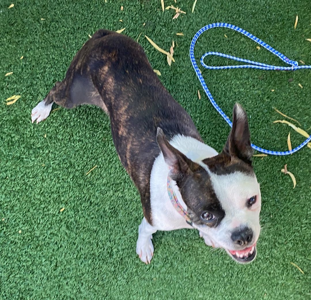 Chica, an adoptable Boston Terrier in El Paso, TX, 79821 | Photo Image 5