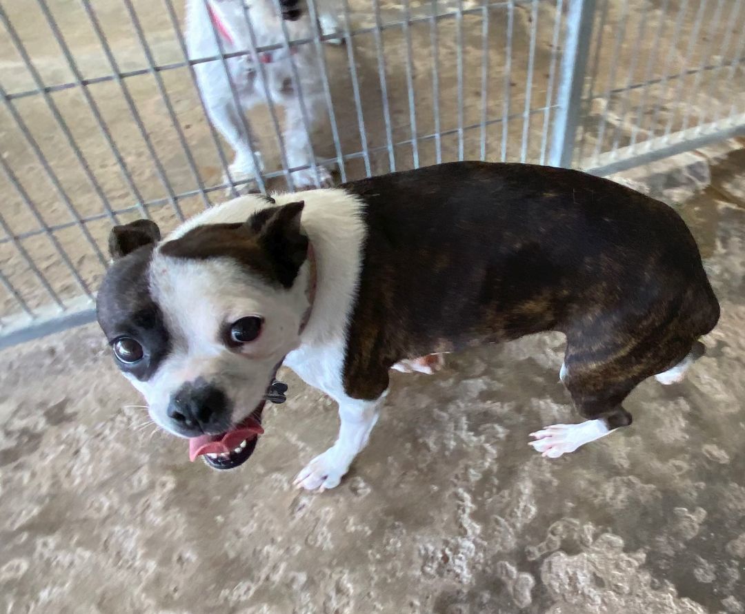 Chica, an adoptable Boston Terrier in El Paso, TX, 79821 | Photo Image 6