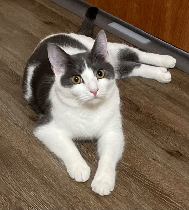 Cat for adoption Cayenne, a Domestic Short Hair in Battle Ground, WA