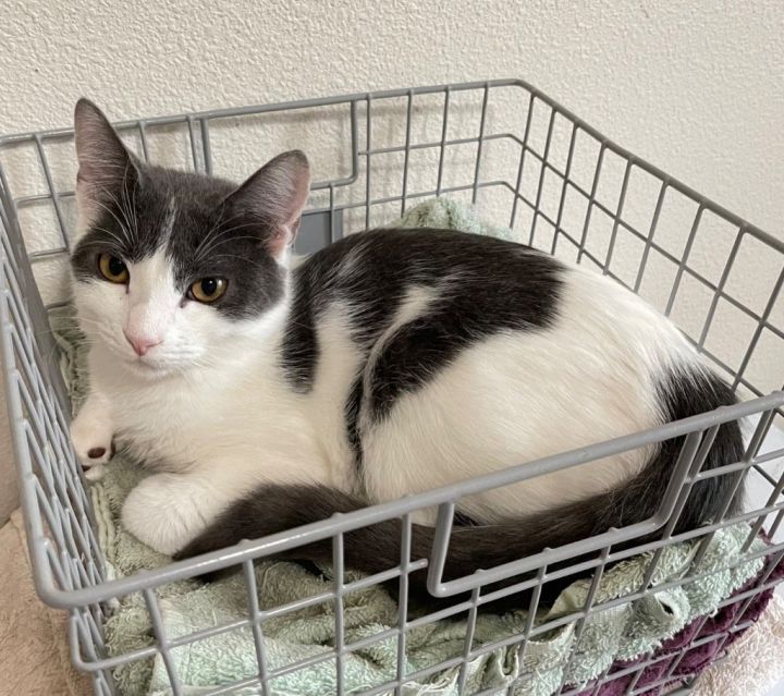 Cat for adoption Cayenne, a Domestic Short Hair in Battle Ground, WA