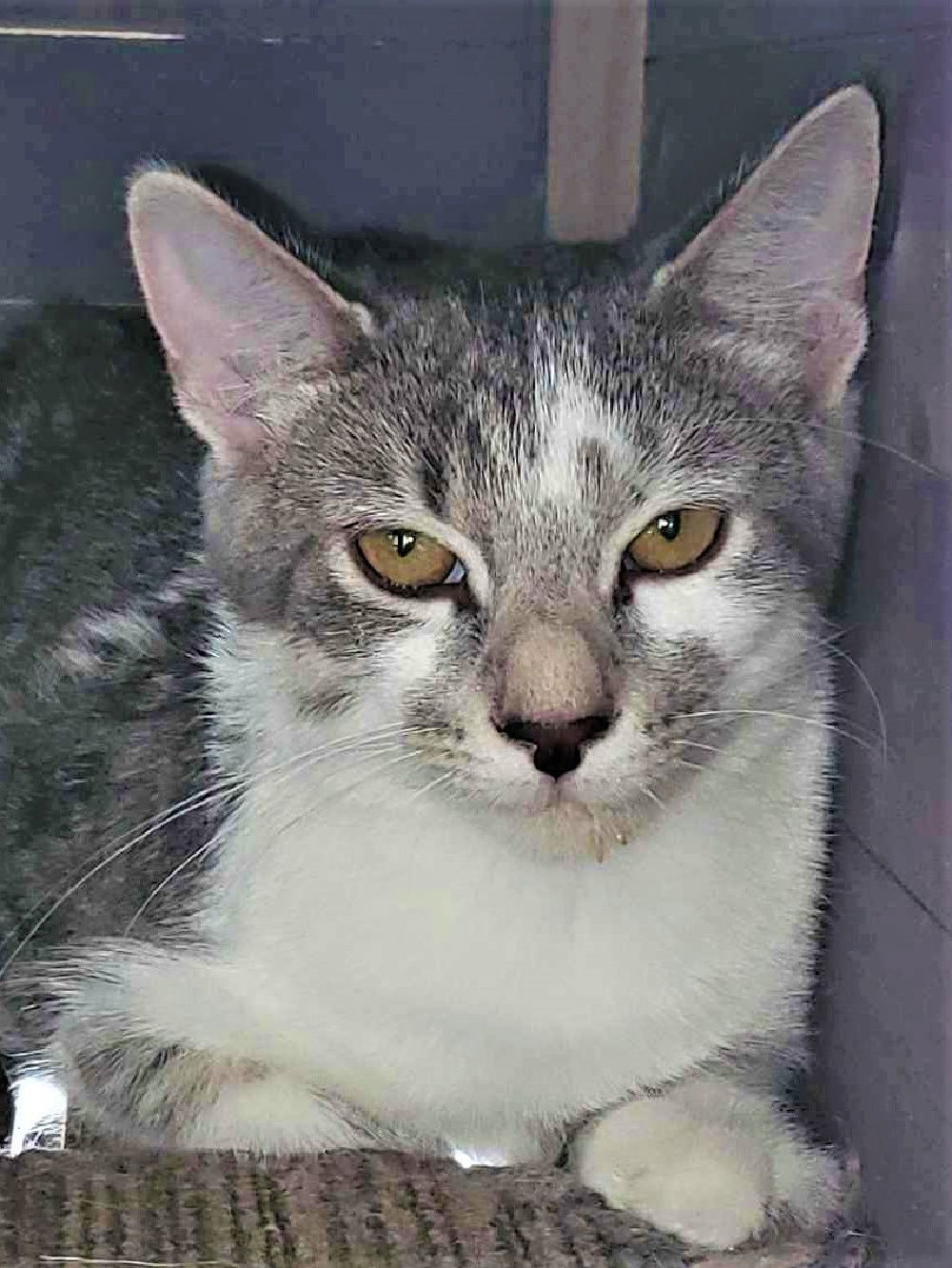 April, an adoptable Domestic Short Hair, Tabby in South Saint Paul, MN, 55076 | Photo Image 1