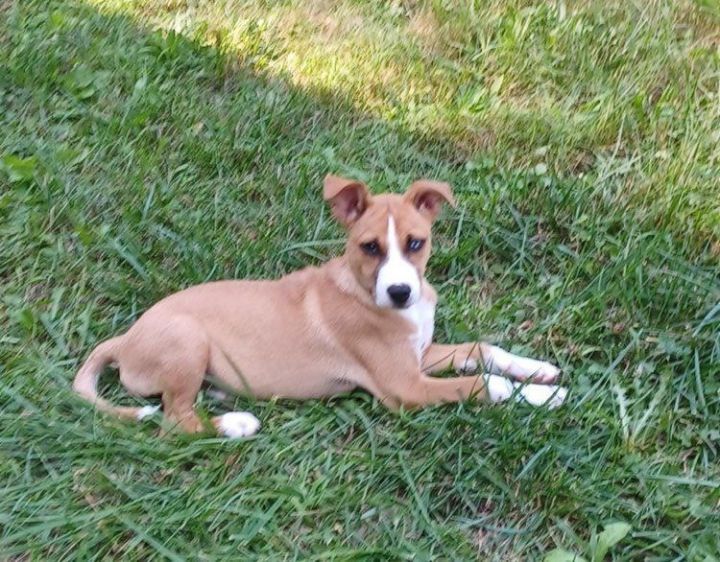 Basenji best sale feist mix