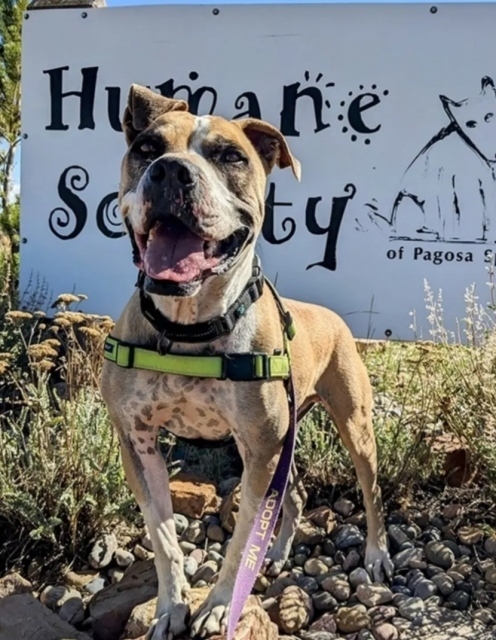 Mater, an adoptable Boxer, American Bulldog in Pagosa Springs, CO, 81147 | Photo Image 1
