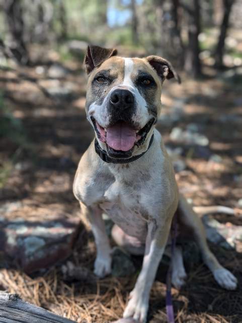 Mater, an adoptable Boxer, American Bulldog in Pagosa Springs, CO, 81147 | Photo Image 1