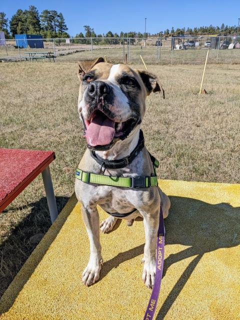 Mater, an adoptable Boxer, American Bulldog in Pagosa Springs, CO, 81147 | Photo Image 2