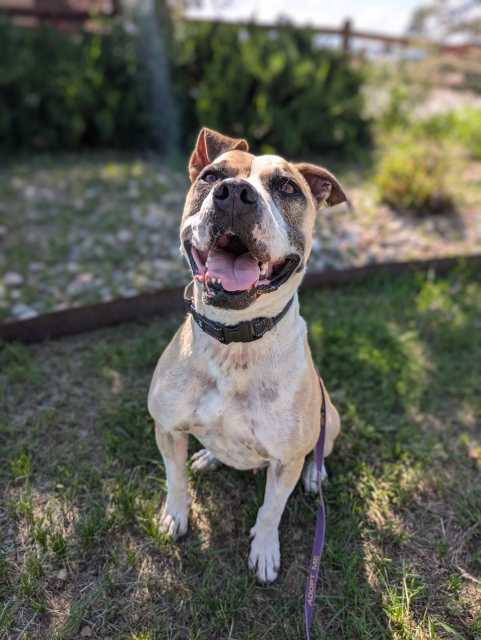 Mater, an adoptable Boxer, American Bulldog in Pagosa Springs, CO, 81147 | Photo Image 3