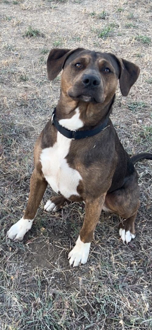 Tank - Courtesy Listing see info , an adoptable Mixed Breed in Polson, MT, 59860 | Photo Image 6