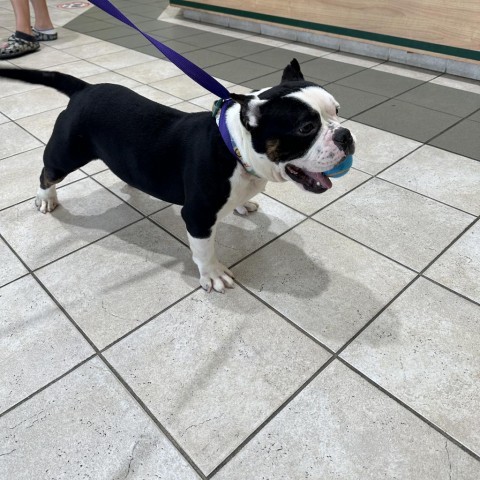 Bolo, an adoptable English Bulldog in Rockville, MD_image-2