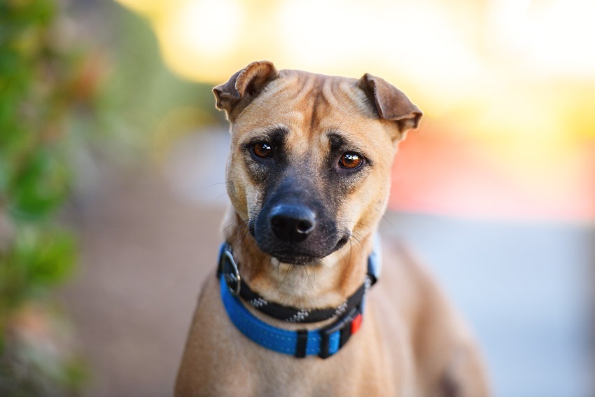 Ethel, an adoptable Shar-Pei, Jindo in San Diego, CA, 92117 | Photo Image 1