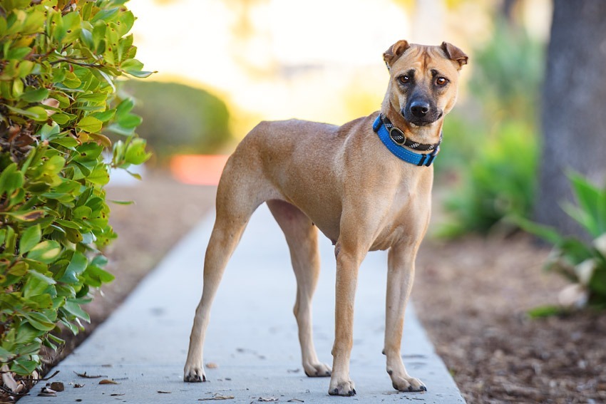 Ethel, an adoptable Shar-Pei, Jindo in San Diego, CA, 92117 | Photo Image 2