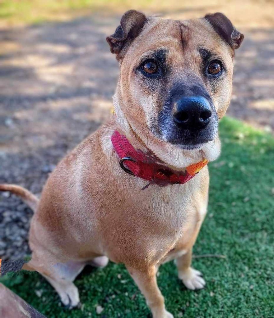 Ethel, an adoptable Shar-Pei, Jindo in San Diego, CA, 92117 | Photo Image 3