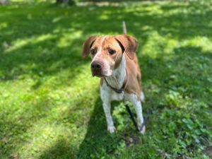 Meet Sadie She is an 8-10 year old hound mix that is looking for her forever ho