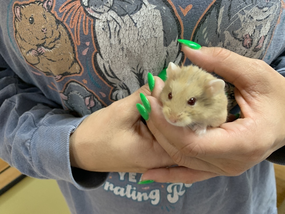 Taro