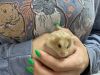 Taro photo 3