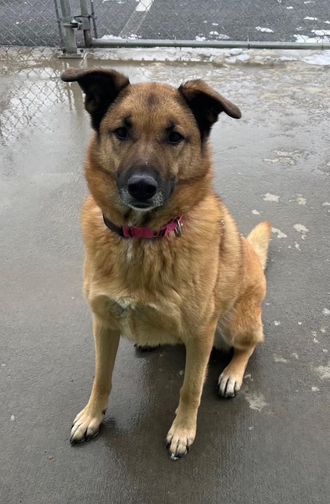 Gemma, an adoptable German Shepherd Dog, Anatolian Shepherd in Blountville, TN, 37617 | Photo Image 1