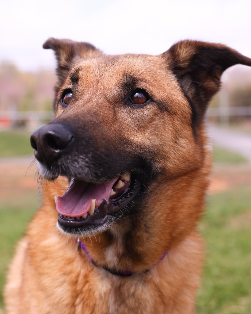 Gemma, an adoptable German Shepherd Dog, Anatolian Shepherd in Blountville, TN, 37617 | Photo Image 1