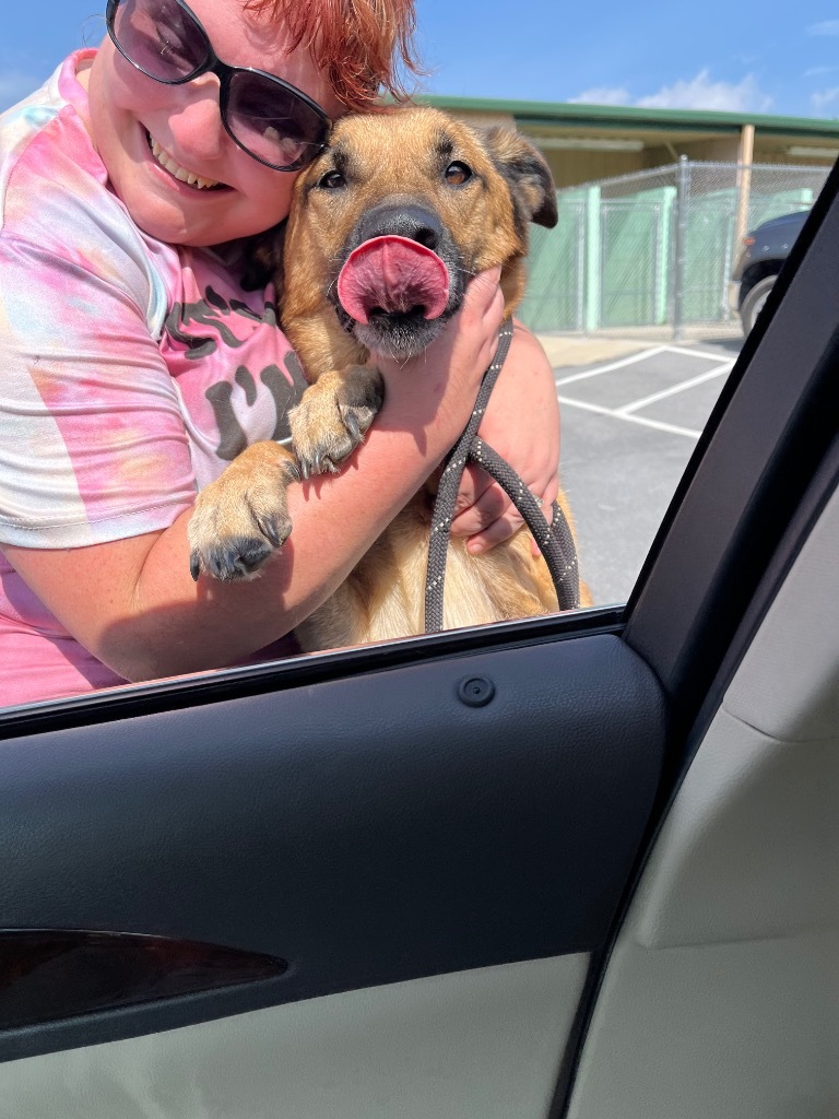 Gemma, an adoptable German Shepherd Dog, Anatolian Shepherd in Blountville, TN, 37617 | Photo Image 2